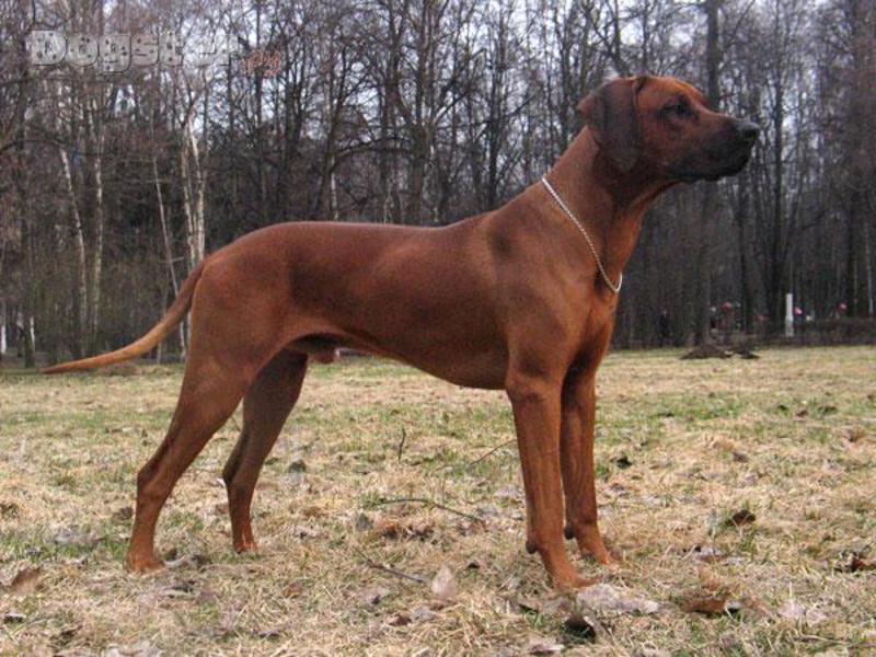 גזע כלבים רודזיאני רידג'בק המראה של הרידג'בק