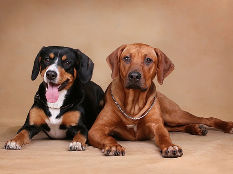 רודזיאן רידג'בק רודזיאן רידג'בק