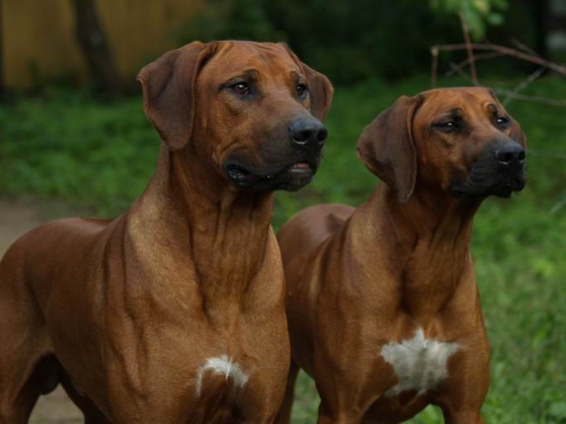 תיאור הגזע איך לטפל בכלבים
