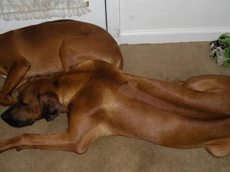 טיפול ברודזיאן רידג'בק מאפייני גזע הרודזיאן רידג'בק