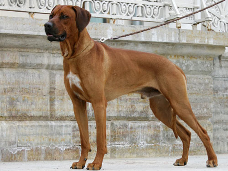 טיפול ברודזיאן רידג'בק מה אוכלים רודזיאן רידג'בקים?