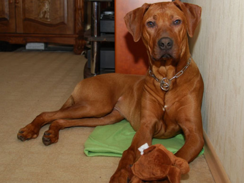 טיפול ברודזיאן רידג'בק הגזעים הנדירים והיקרים ביותר