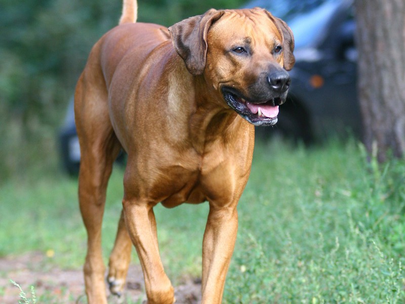 מראה הכלב רודזיאן רידג'בק רודזיאן רידג'בק