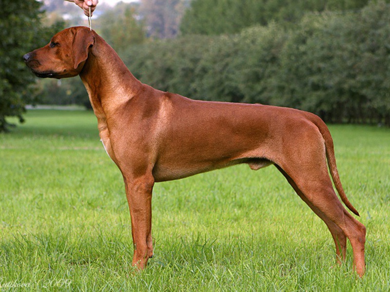 הרודזיאן רידג'בק הוא כלב יפהפה. מראהו של רודזיאן רידג'בק