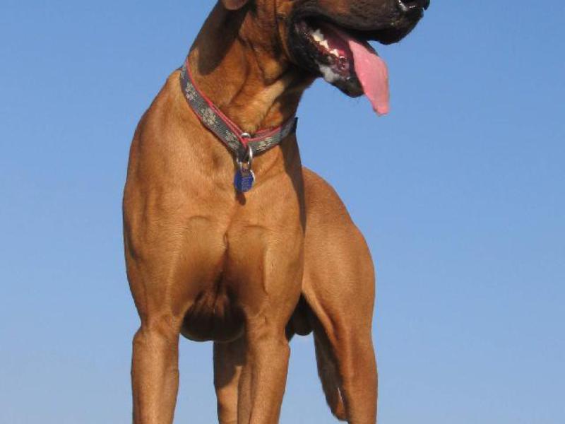 סוג גוף של כלב רודזיאן רידג'בק גידול גורי רידג'בק