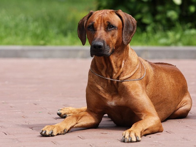 תיאור גזע הכלבים מראה של כלבי רודזיה רידג'בק