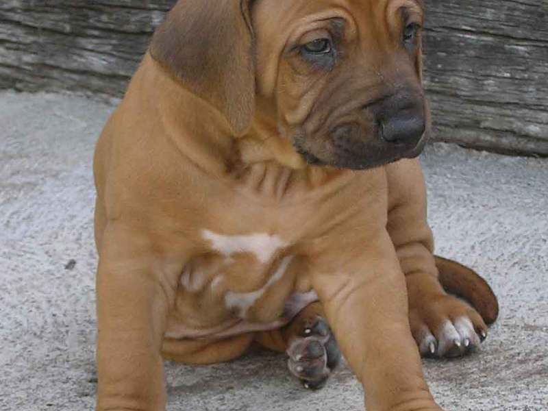 גור רודזיאן רידג'בק אילוף כלבים