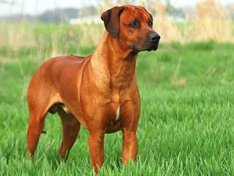 רודזיאן רידג'בק גידול גורים