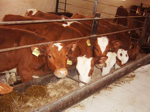 היכן להתחיל לגדל שוורים