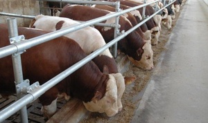 התנאי העיקרי להאכלה נכונה של שוורים