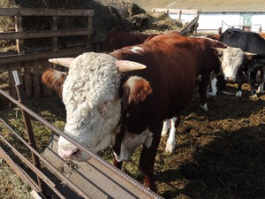 גזעי שוורים לבשר