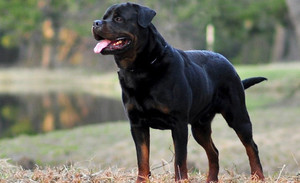 כלב רוטוויילר אילוף רוטוויילר