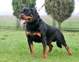 הרוטוויילר הוא אדם בעל ביטחון עצמי, עצמאי וחסר פחד.