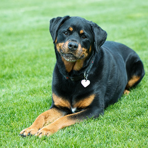 אופי והרגלים של רוטוויילר