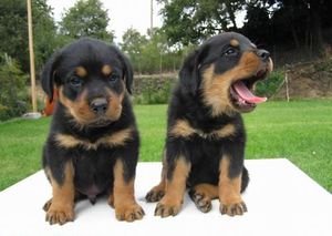 האכלת גורי רוטוויילר גורי רוטוויילר