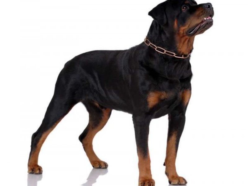 האכלת גור רוטוויילר איך לטפל ברוטוויילרים