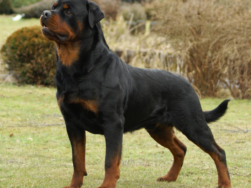 גורי רוטוויילר גורי רוטוויילר