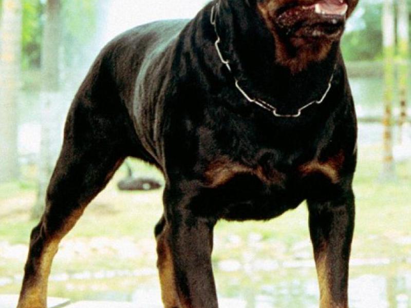 תזונת רוטוויילר במה אתם מאכילים רוטוויילר?