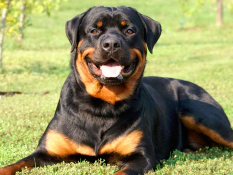 האכלת גור רוטוויילר דיאטת רוטוויילר