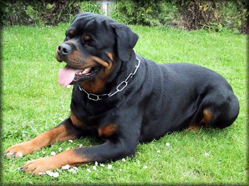 גורי רוטוויילר צביעת רוטוויילר