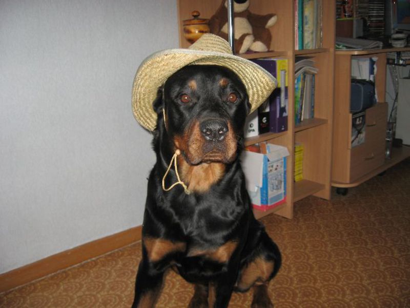 כלב רוטוויילר רוטוויילר לפי תיאור