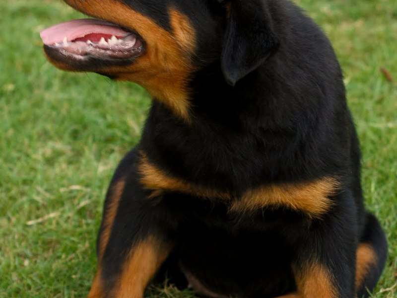 איך נראה רוטוויילר? תיאור גזע הרוטוויילר