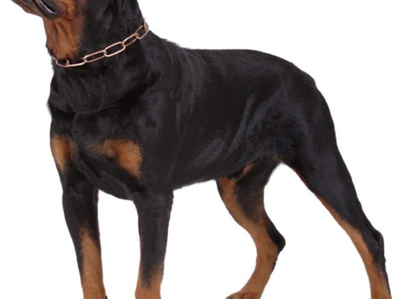 תיאור גזע הרוטוויילר איך נראה רוטוויילר?