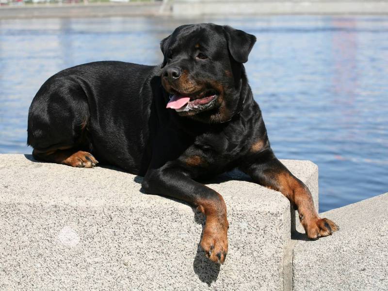 גידול רוטוויילרים איך לטייל עם רוטוויילר