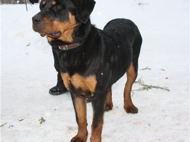 גזע כלבים רוטוויילר גזע כלבים רוטוויילר