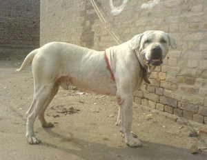 גאל דונג גול דונג על הגזע