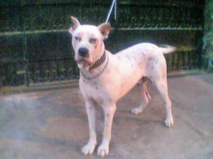 תיאור הגזע גול דונג על הגזע