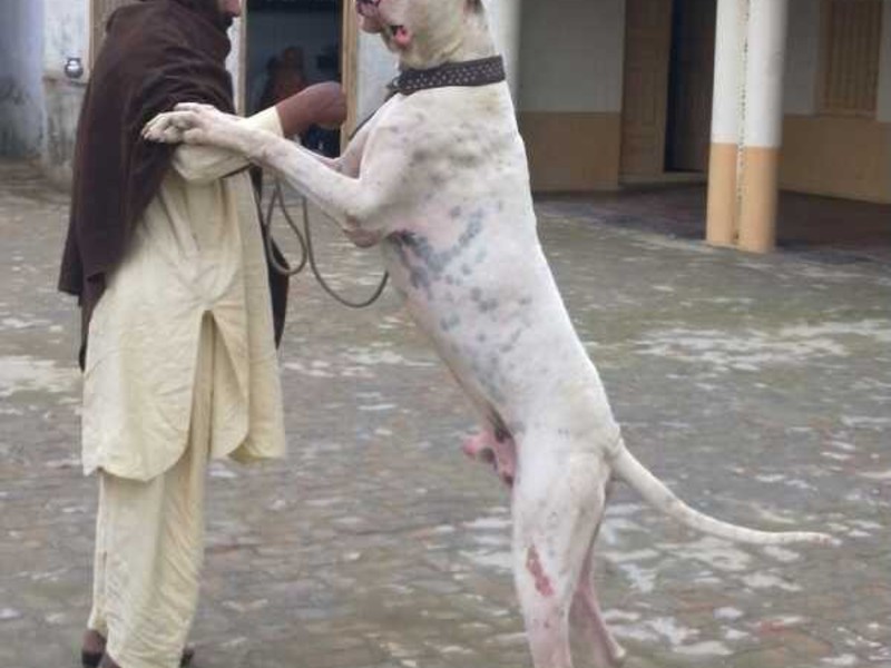 כלבי קרב תיאור גזע גול דונג