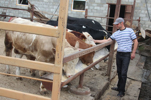 איך לגדל פרים לבשר