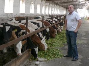 איך לקנות שוורים