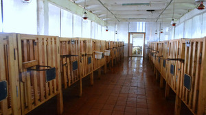 אילו תנאים יש ליצור עבור שוורים?