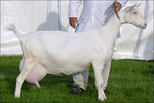 כיצד לטפל בדלקת בשד אצל עז טיפול בדלקת בשד