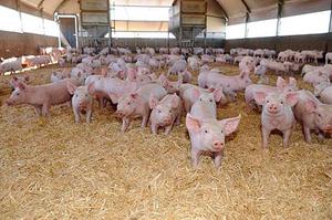 פיטום חזירונים לבייקון, בשר, ופיטום שלהם בבית