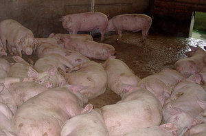 במה הם מאכילים חזירונים?