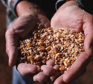 שימוש בתוספי מזון מה אוכלים חזירונים?