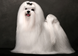 כלב מלטזי מלכותי כלב לפת מלכותי