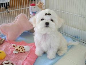 גור מלטזי גור מלטזי