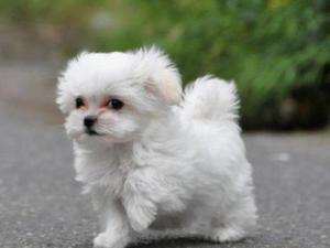 אופי מלטזי האישיות של המלטזית