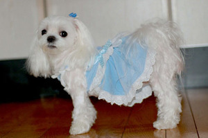 טיפול במלטזית טיפול במלטזית