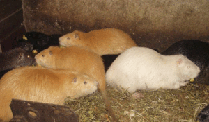 איך לגדל נוטריה