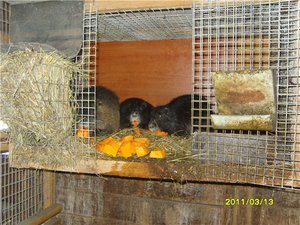 תנאים לגידול נוטריה