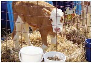 האכלת חלב עגלים