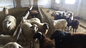 תנאים לגידול כבשים איך לגדל כבשים