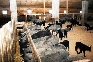 האכלת וגזיזת כבשים במה הם מאכילים כבשים?