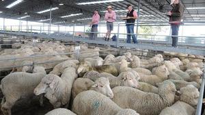 כללים לגידול כבשים לבשר גידול כבשים בבית