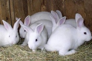 תכונות של גידול ארנבות בבית, בחירת כלוב וסרטון